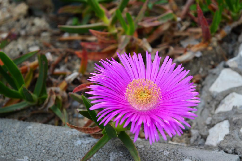 Permarinus Apartments Podstrana Dış mekan fotoğraf